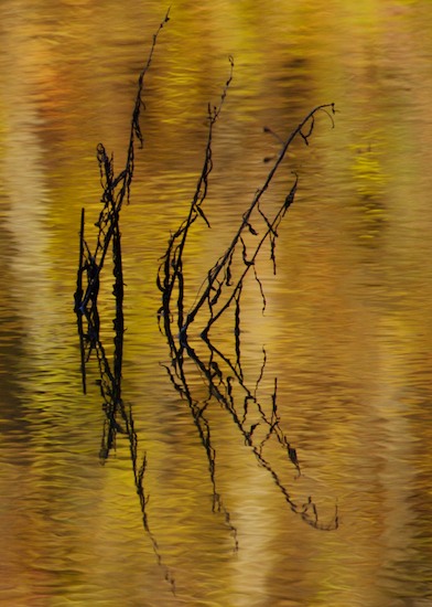 Abstract;Abstractions;Ataya Tract;Botanical;Botanicals;botany;Cattails;Cumberland Mountain;flora;Gold;greenery;Orange;Patterns;plant;plants;Reflection;Reflections;Shapes;Silhouette;Tennessee;Textures;Vegetation
